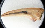 Ornithomimus Hand Claw - Montana #18541-1